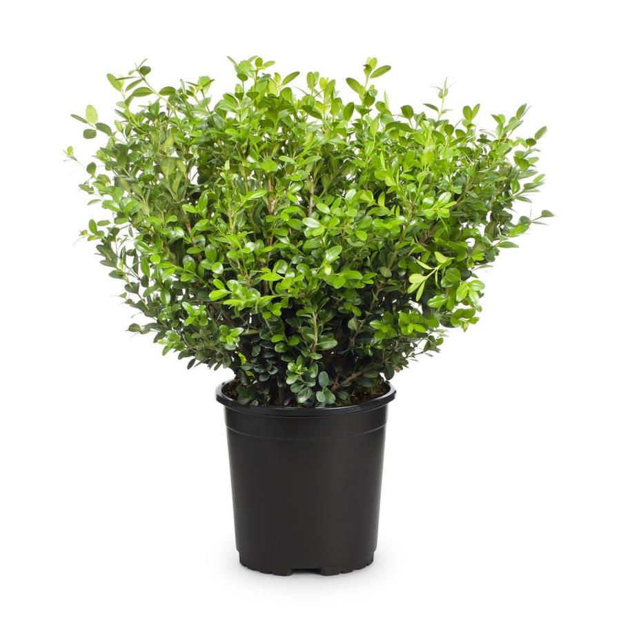 2 5 Quart Dwarf Burning Bush Foundation Hedge Shrub In Pot L1009 In The Shrubs Department At Lowes Com