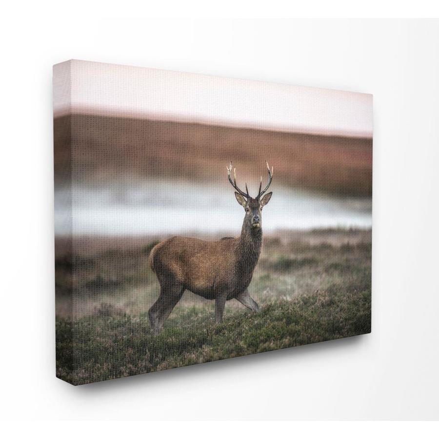 Stupell Industries Wild Deer Animal Landscape Photo Frameless 30 In H X 24 In W Animals Canvas Print In The Wall Art Department At Lowes Com