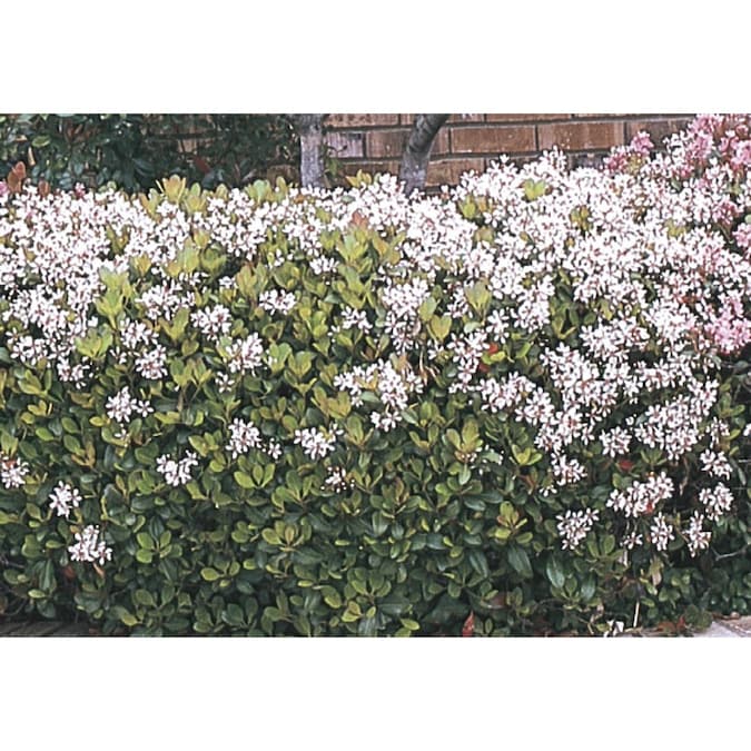2 Quart Multicolor Indian Hawthorn Foundation Hedge Shrub In Pot L11166 In The Shrubs Department At Lowes Com,Best Sewing Machines For Quilting