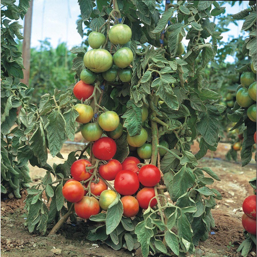 2.25Gallon in Tomato Assortment Plant (L14917) in the Vegetable Plants