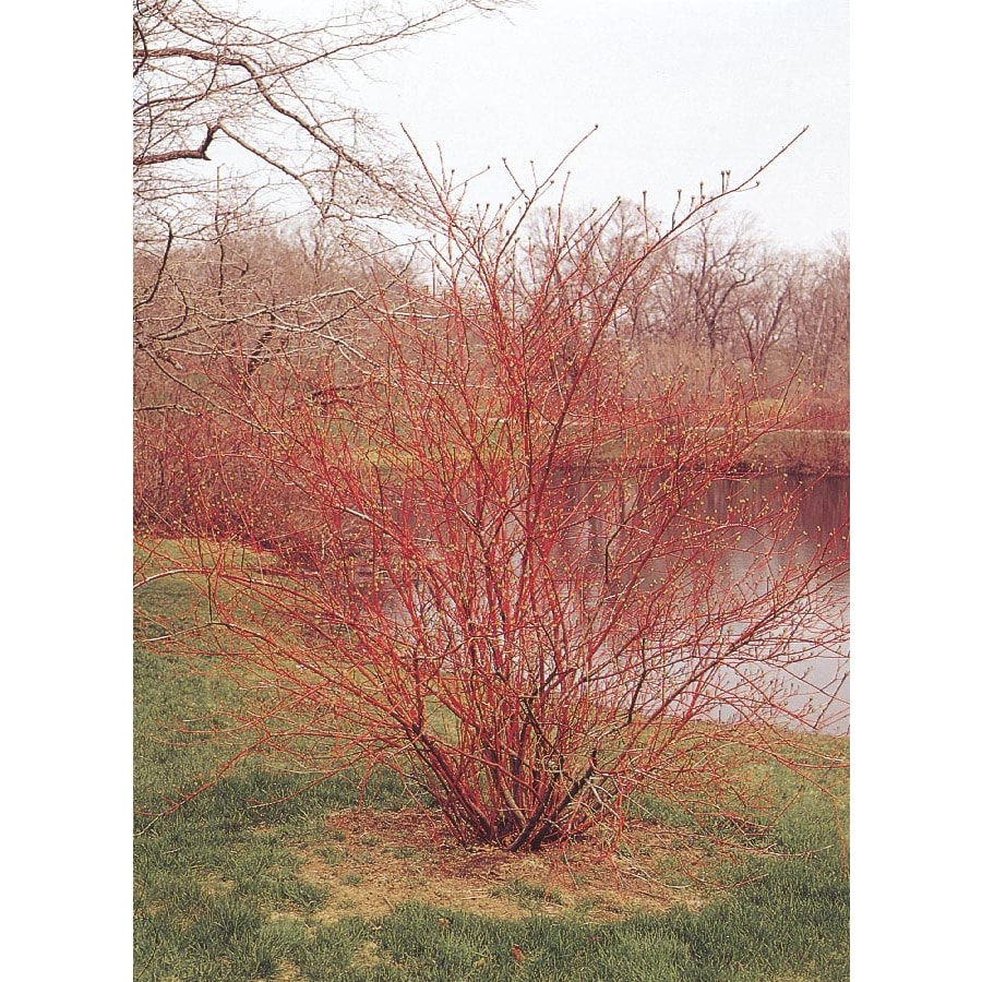 red twig dogwood tree
