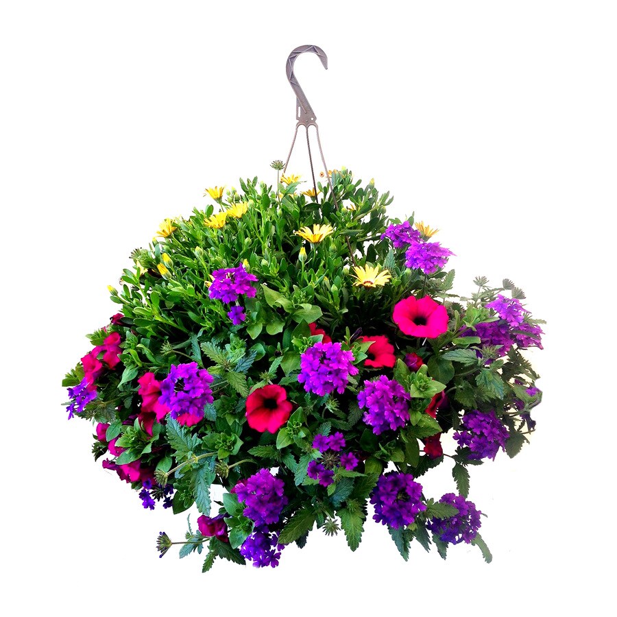 1.25Gallon Multicolor Combo in Hanging Basket in the Annuals