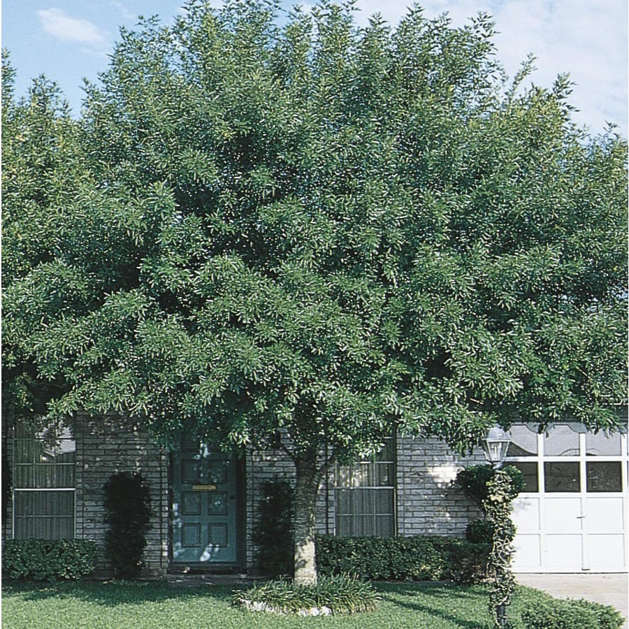 Shop 9.64Gallon Arizona Ash Shade Tree (L3496) at