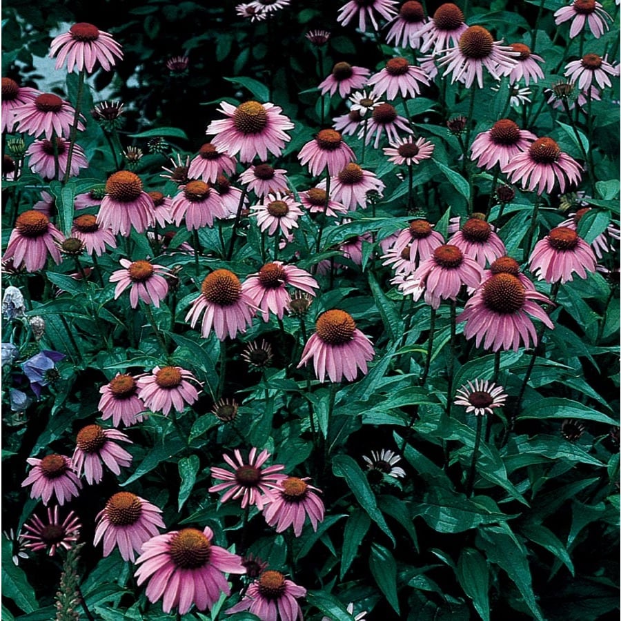 1 Quart In Pot Purple Coneflower L5556 In The Perennials Department At Lowes Com,What Is Fondant Used For