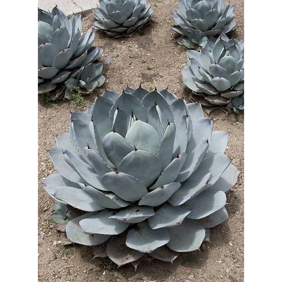 Monrovia Agave Parryi Var. Truncata in in the Succulents