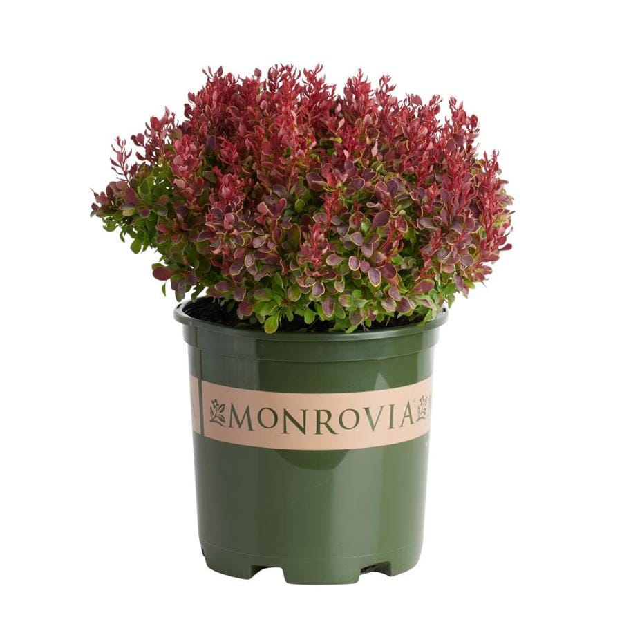 Monrovia 1.6-Gallon Golden Ruby Barberry Accent Shrub in Pot in the