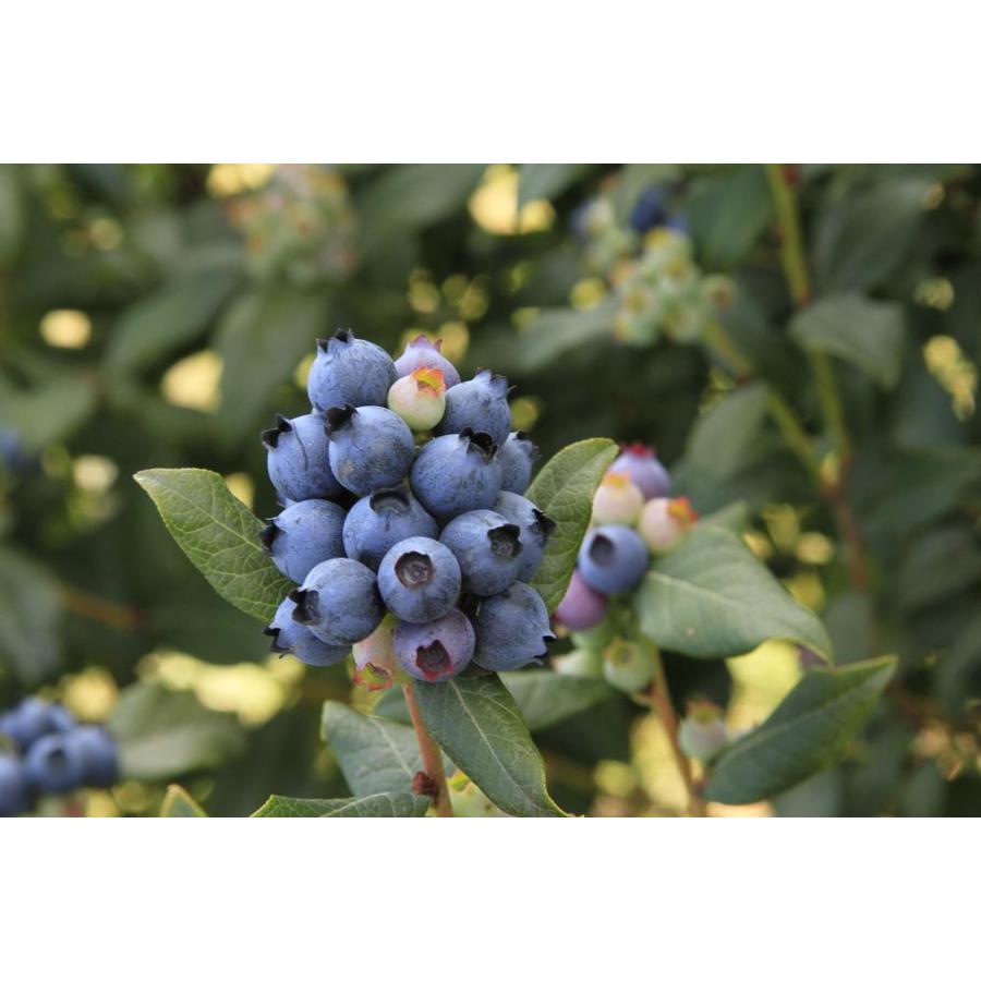 Monrovia 1.73Gallon Perpetua Blueberry Accent Shrub in