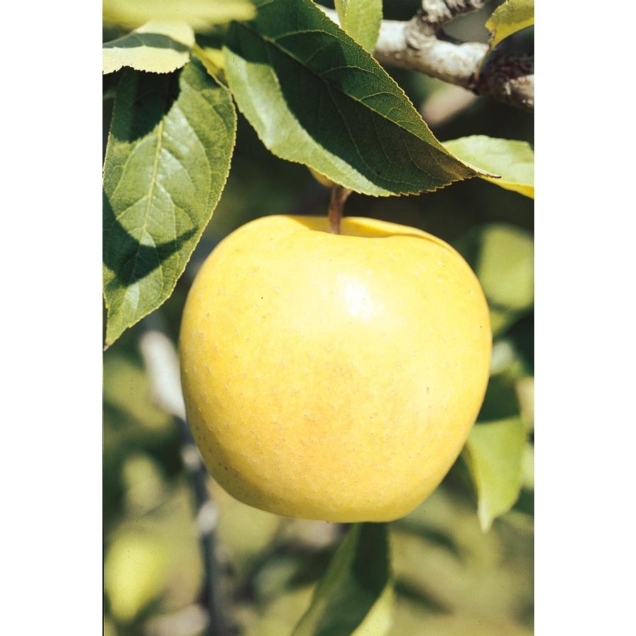 Shop 3.25Gallon Golden Delicious SemiDwarf Apple Tree (L1275) at