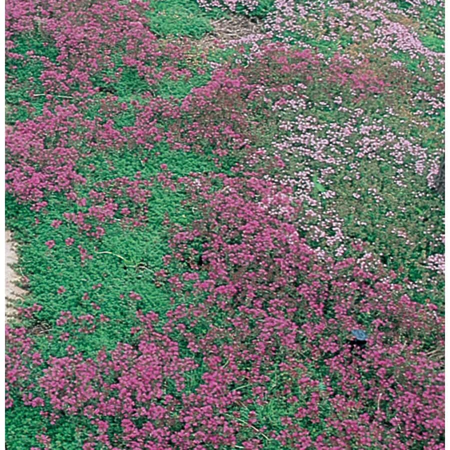 pink thyme ground cover