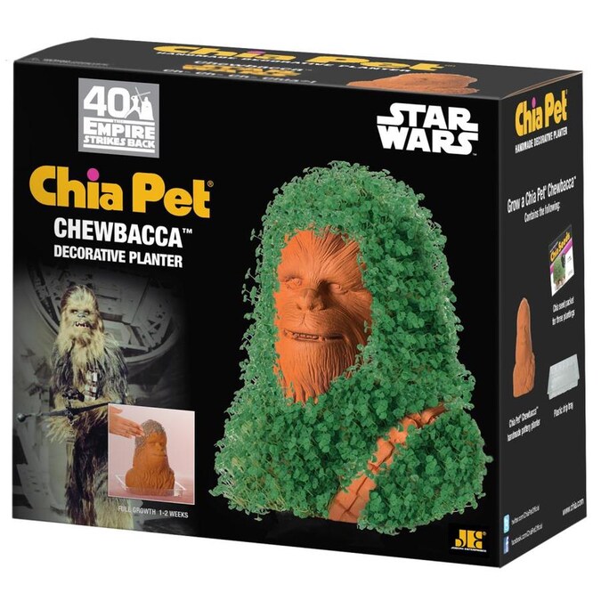 Chia Pet 1-in Green in Plantable Container in the House Plants