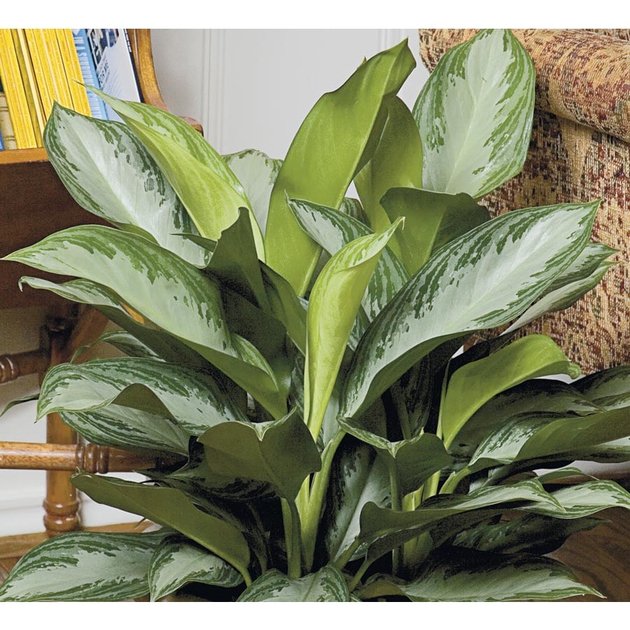 1-4-quart-chinese-evergreen-in-plastic-pot-l20910hp-in-the-house