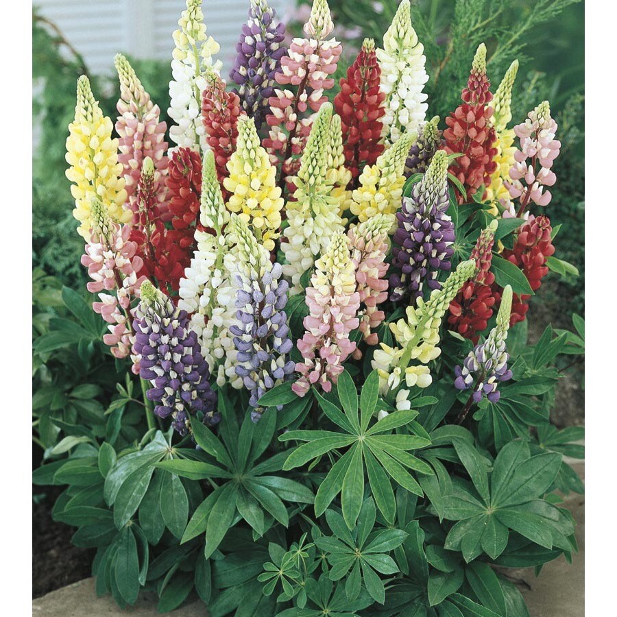 1Gallon in Pot Lupine (Lw01792) in the Perennials department at