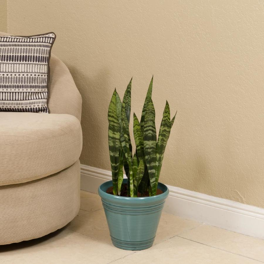 Plants of Steel 1.72Gallon Sansevieria in Plastic Pot