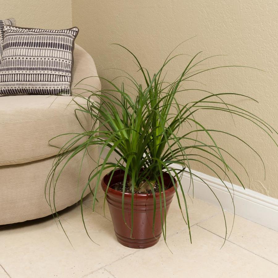 Plants of Steel 1.72Gallon White Ponytail Palm Feature