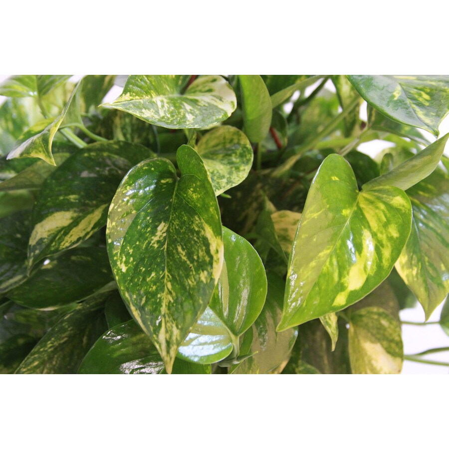 Pothos plant lowes Idea