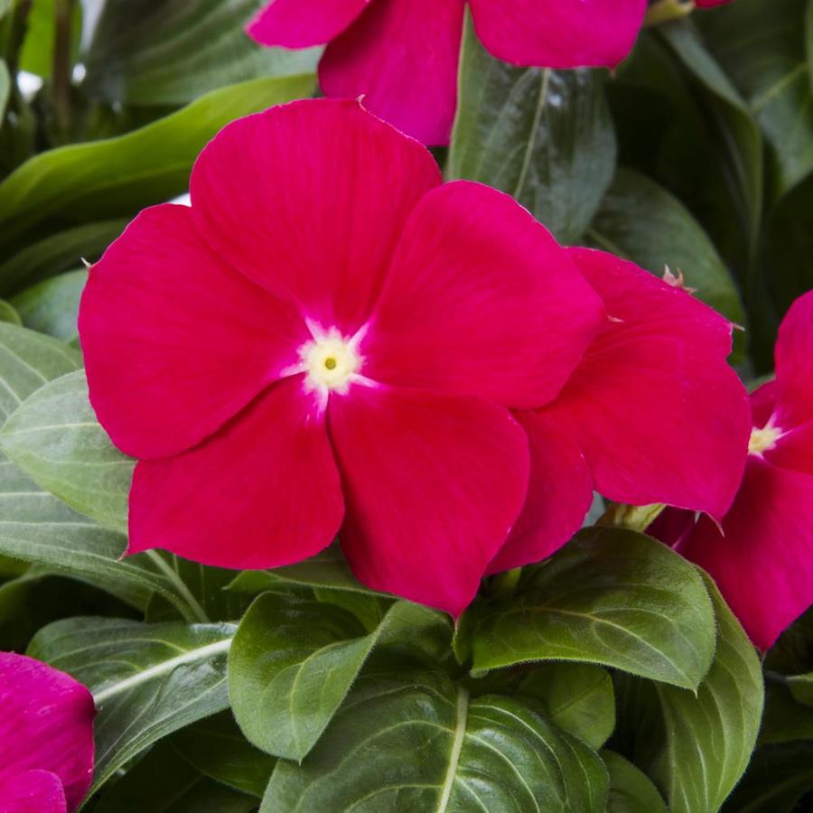 12-Pack Multicolor Vinca in Tray (L3286) in the Annuals department at