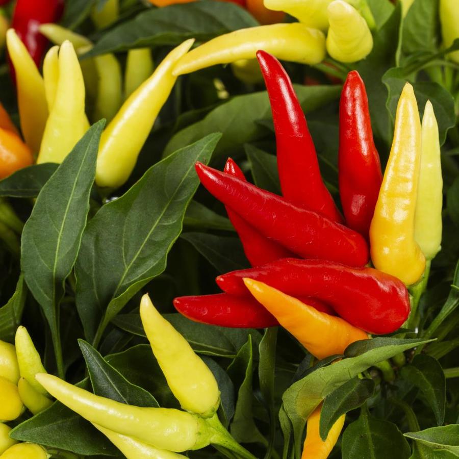Shades of Summer 3Quart White Ornamental Pepper in