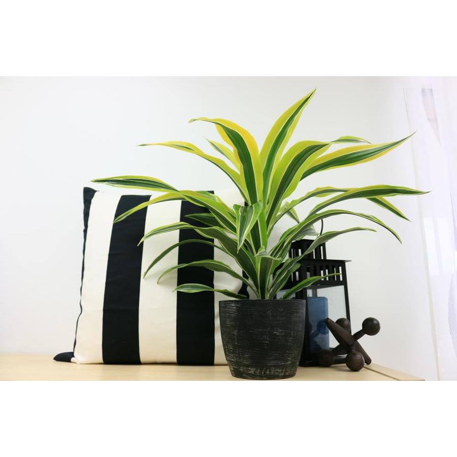 Costa Farms 1.4Quart Dracaena in Plastic Planter in the House Plants