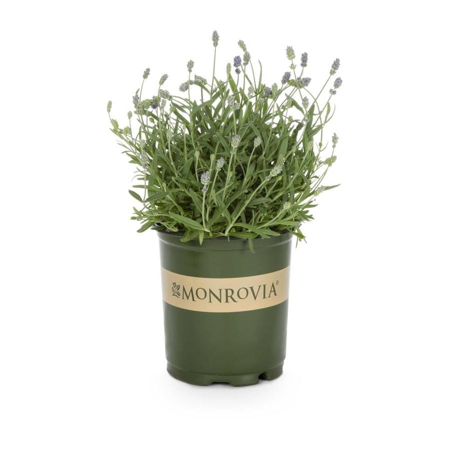 Monrovia 2 5 Quart In Pot English Lavender L6071 In The Perennials Department At Lowes Com