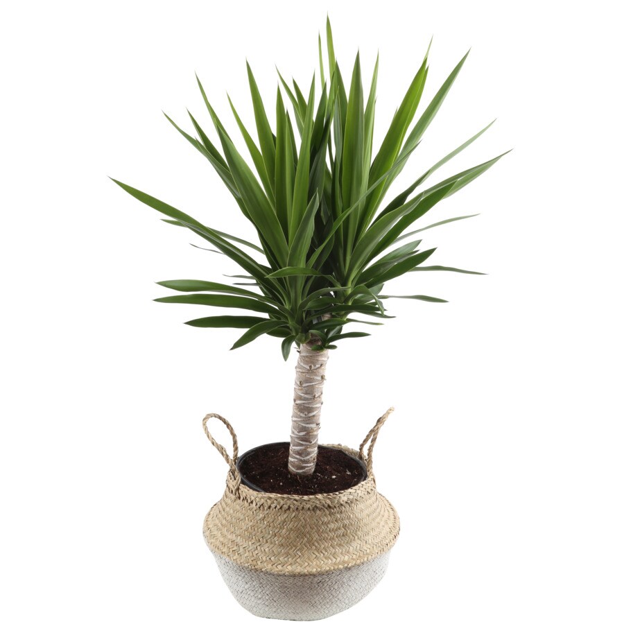 Costa Farms 10in Yucca Cane in Seagrass Planter (Yuc1) in