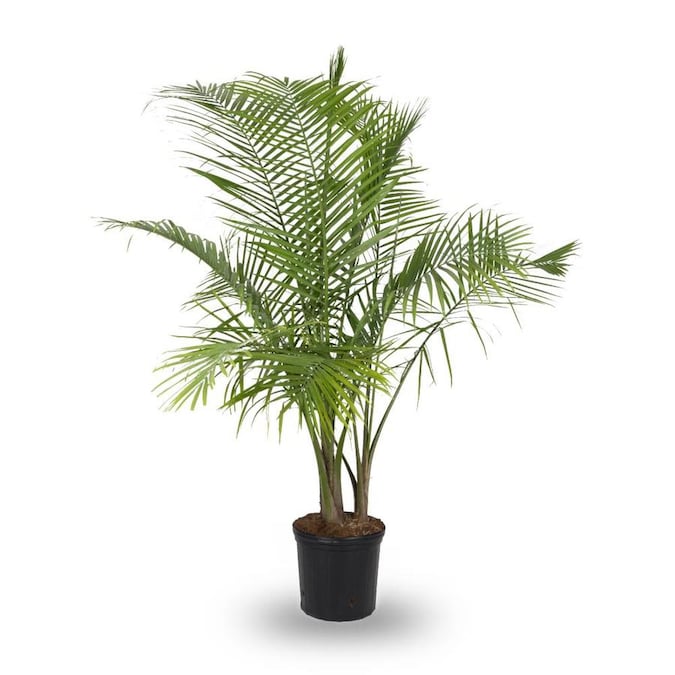 3 75 Gallon Majesty Palm In Plastic Pot L20955hp In The House Plants Department At Lowes Com,How Long Do Bettas Live For