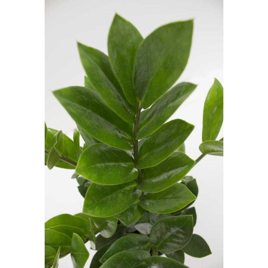 Plants of Steel 1.9Quart Zamioculcas in Plastic Pot