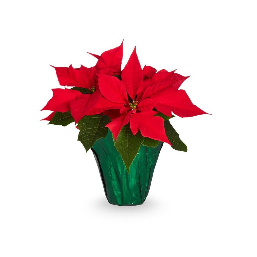 1Pint Red Poinsettia in Pot (L22289hp) in the Annuals department at