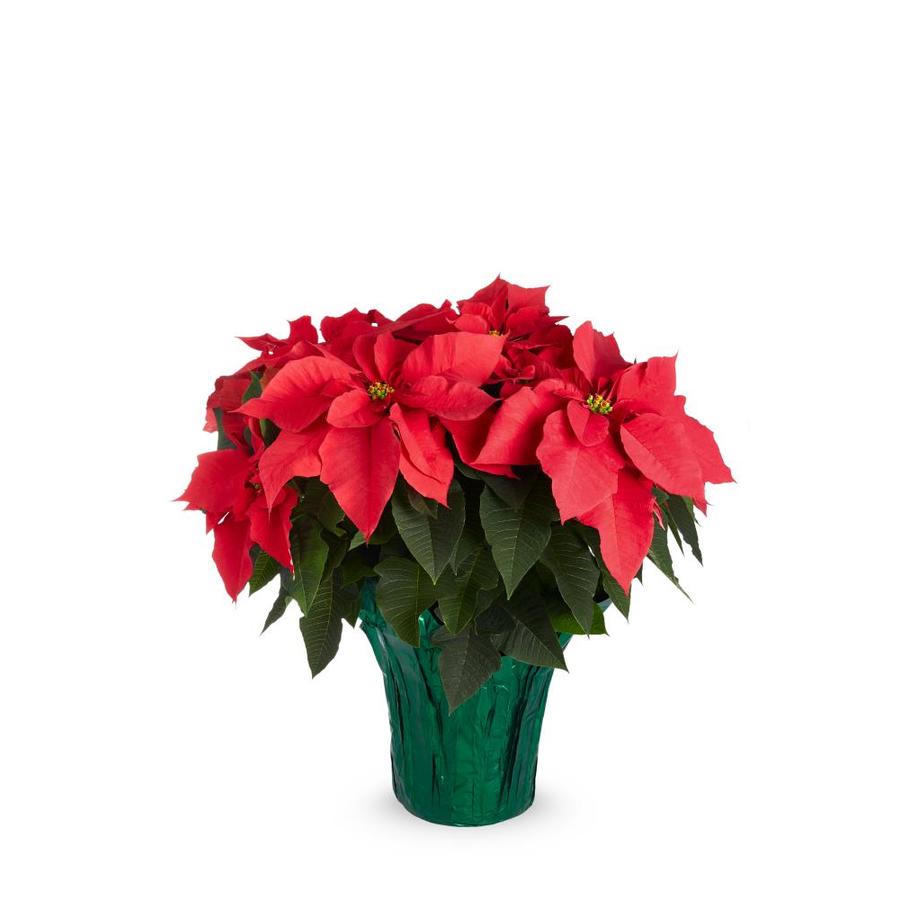 1 68 Gallon Red Poinsettia In Pot L22289hp At Lowes