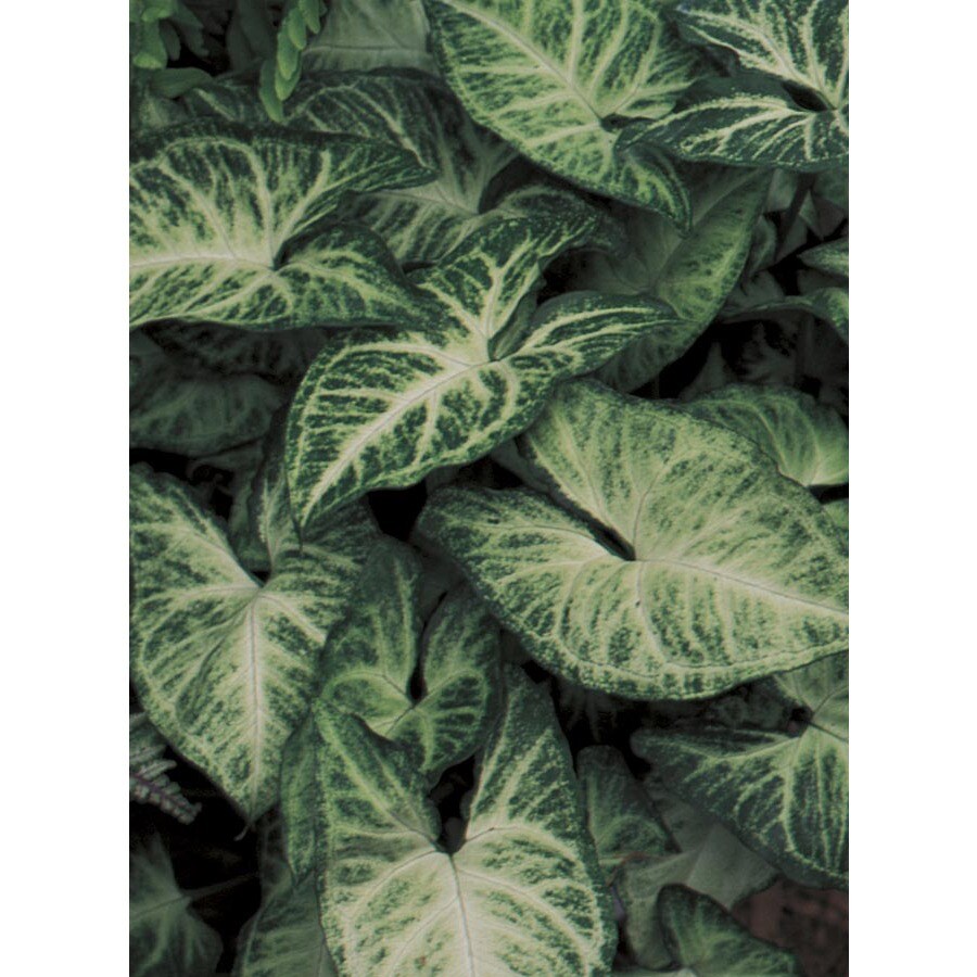 shop 1 5 gallon arrowhead plant lw01508 at lowes com shop 1 5 gallon arrowhead plant lw01508 at lowes com
