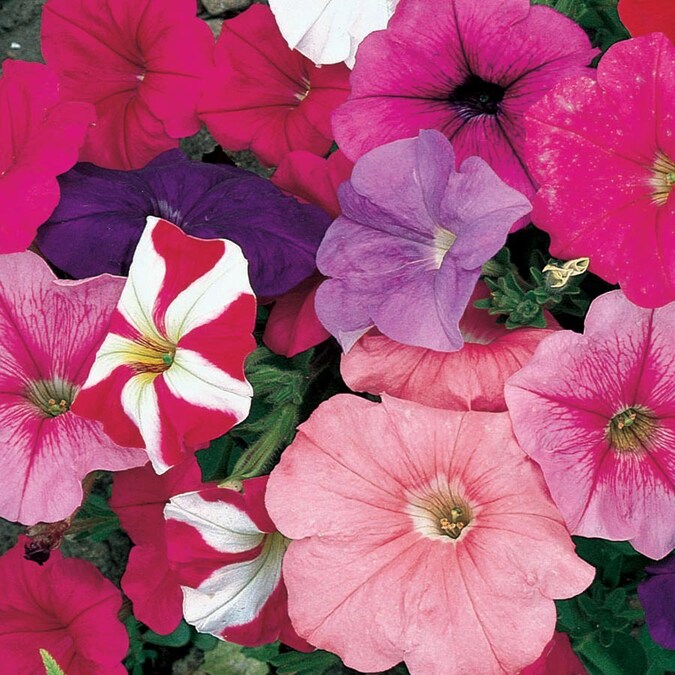 Wave Petunias 3Quart Petunia (L17355) at