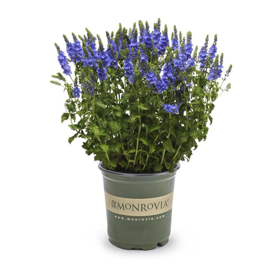 Monrovia 2.5Quart in Pot Veronica in the Perennials department at