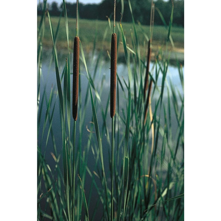 Cattail Gift Tags