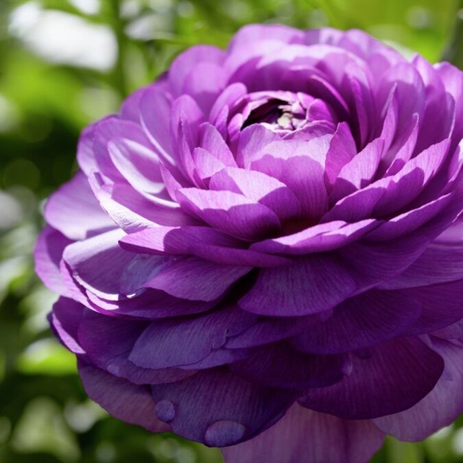 12-Count Butter-Cup Ranunculus Double Purple Bulbs at Lowes.com