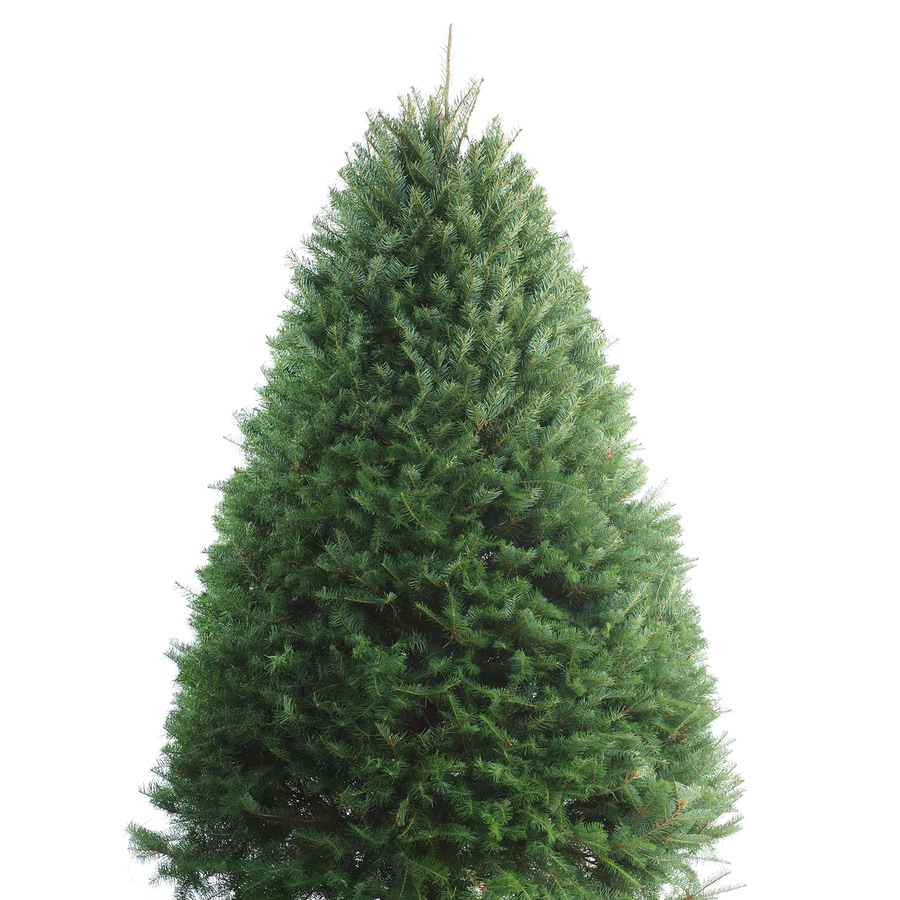 Shop 56ft Fresh Douglas Fir Christmas Tree at