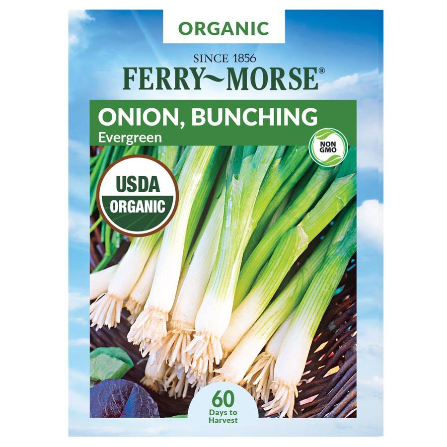 Ferry-Morse 2.5 Gram(s) Onion Evergreen Bunching Vegetable ...