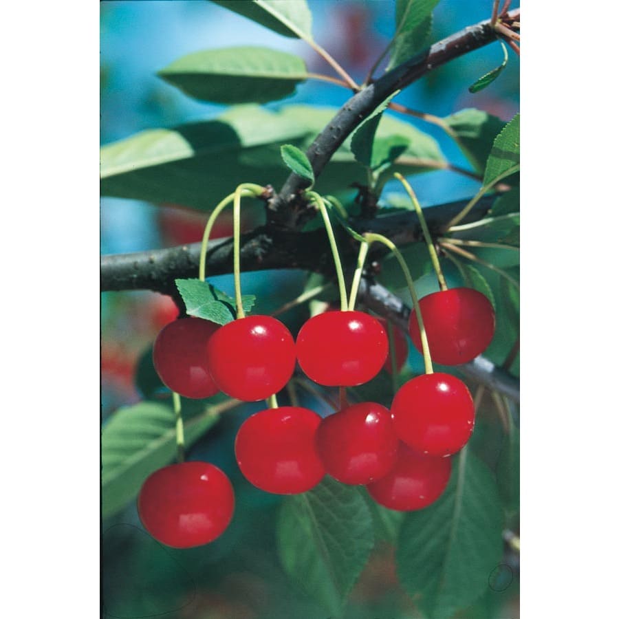 Shop 3.25Gallon Montmorency Cherry Tree (L1400) at