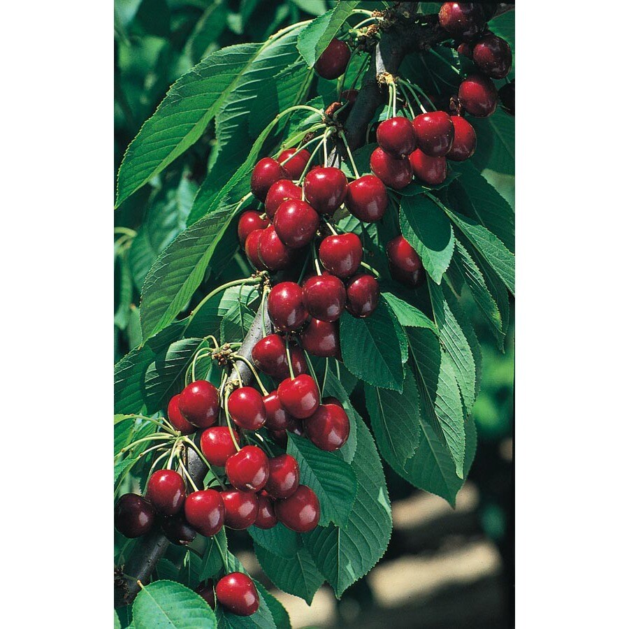 Prunus Cerasus North Star Tree L4546 In The Fruit Plants Department At