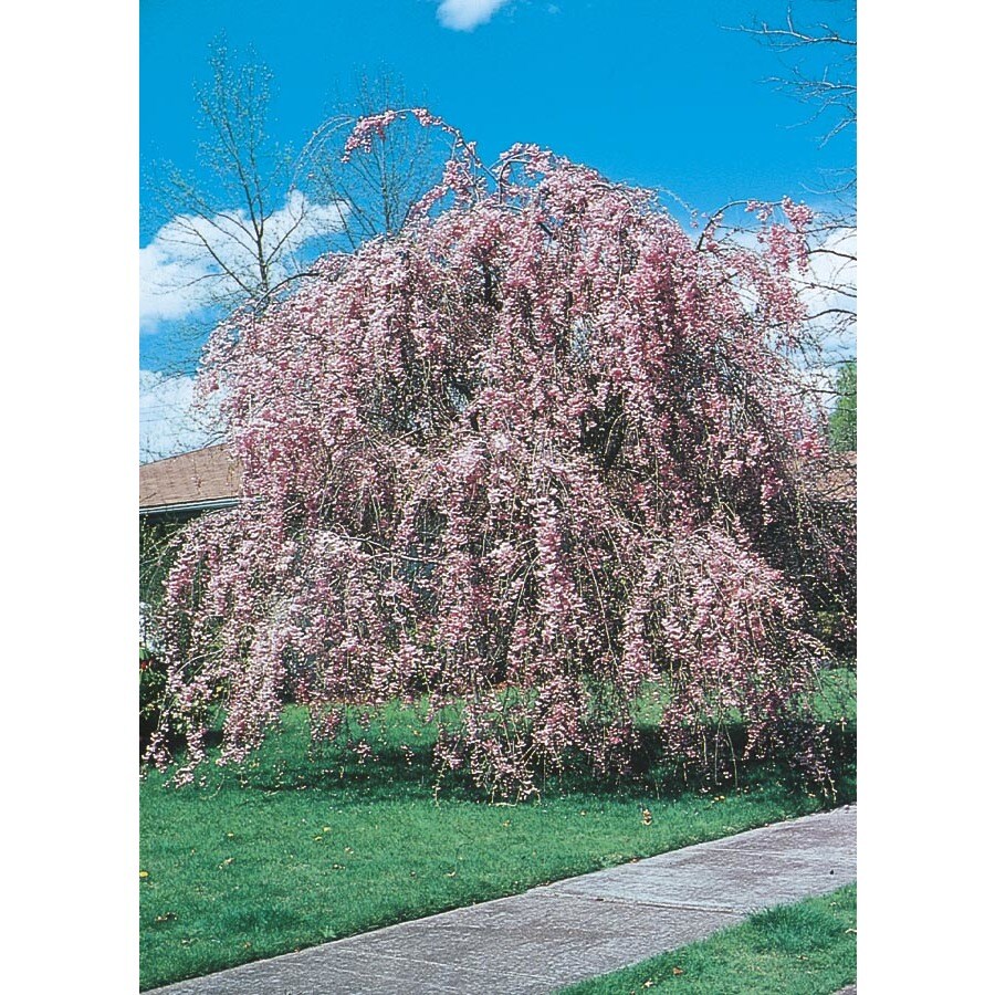 Shop 10.25Gallon Weeping Cherry Feature Tree (L1010) at