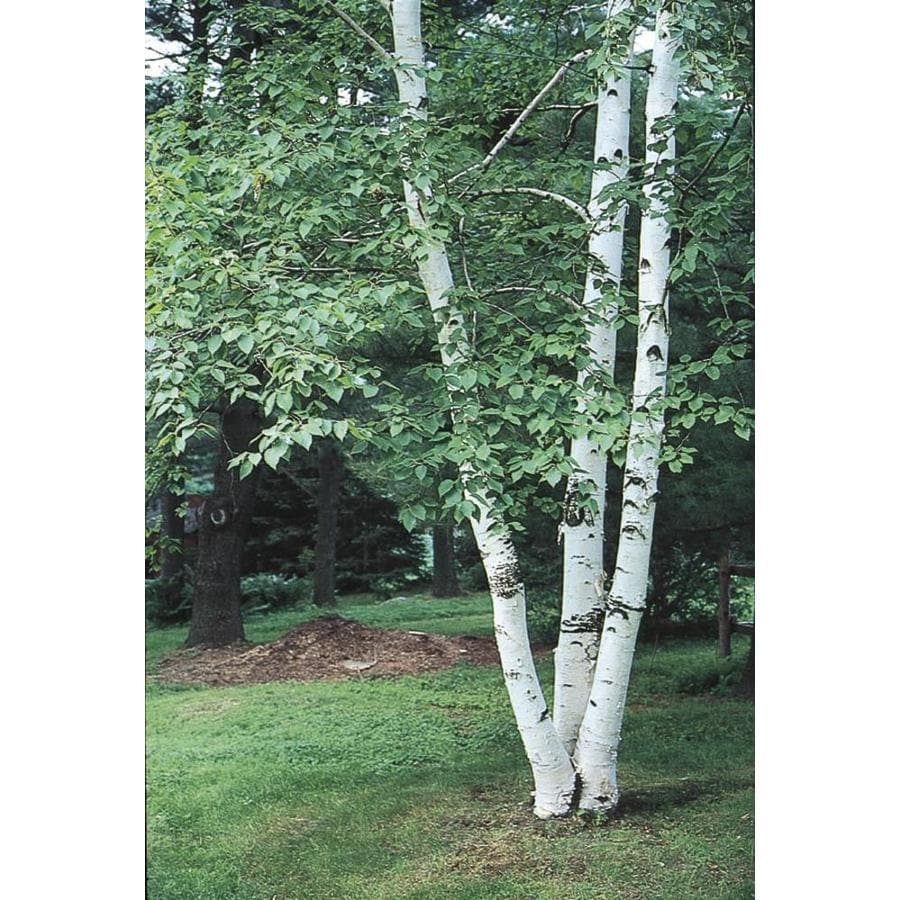 Shop 5 5 Gallon Paper Birch Feature Tree (L7304) at Lowes com