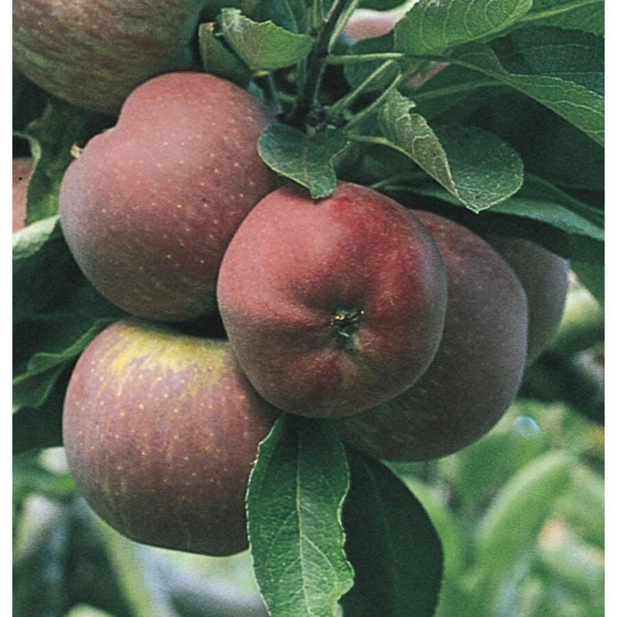 Shop 3.84-Gallon Red Delicious Dwarf Apple Tree (L1320) at Lowes.com