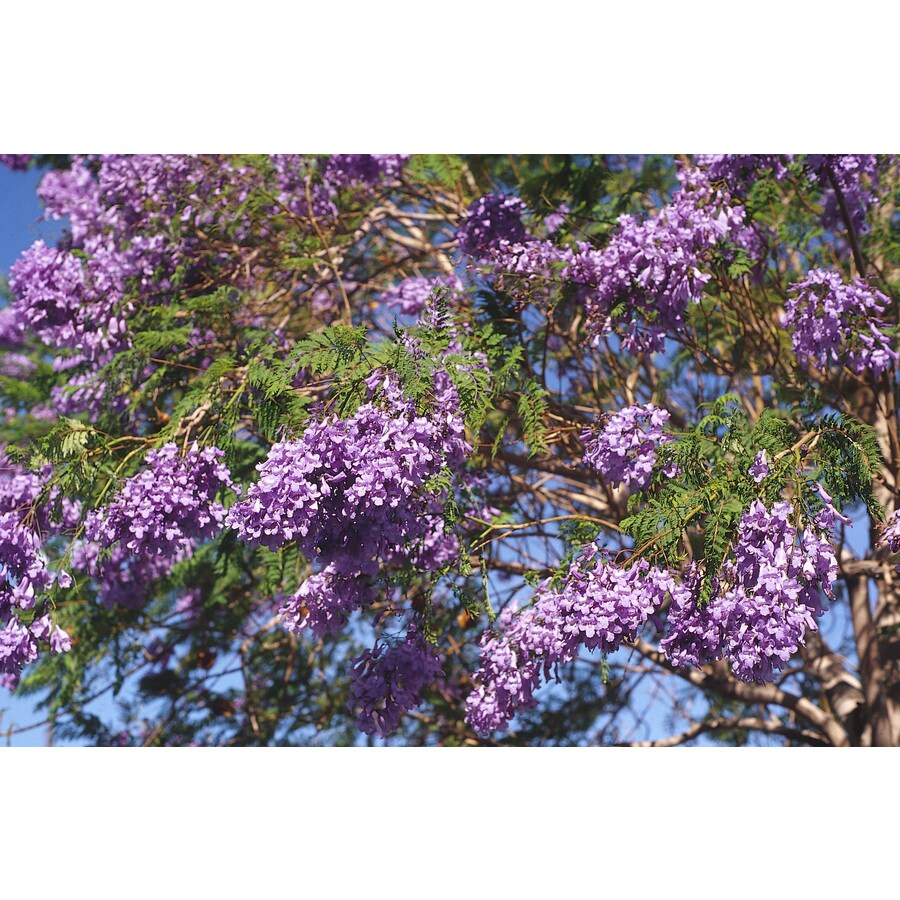3.25Gallon Purple Jacaranda Tree in Pot (With Soil) (L3971) at