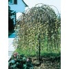 Yellow Weeping Pussy Willow Tree Feature Shrub In Pot With Soil