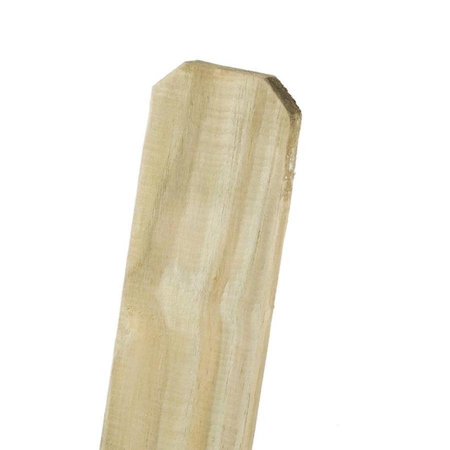 pine dog ear