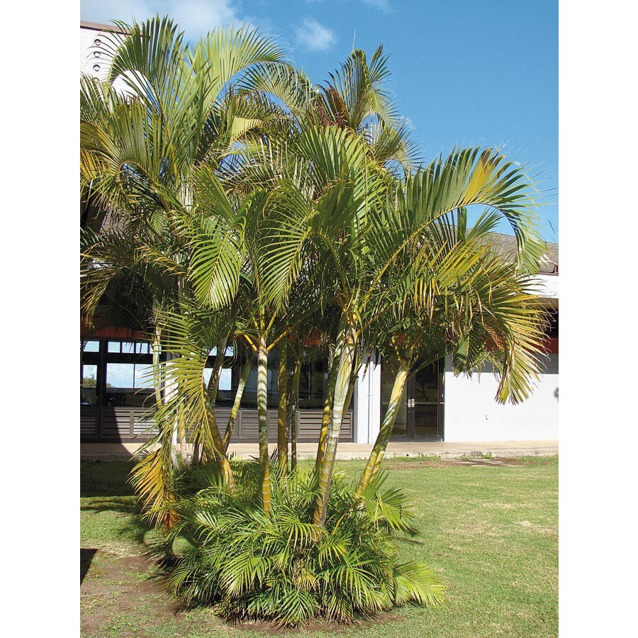 Shop 4.5-Gallon Areca Palm (LTL0010) at Lowes.com