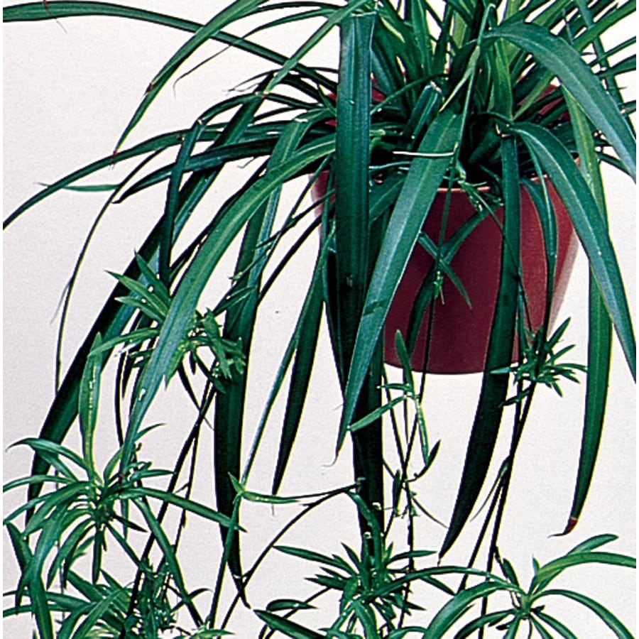 in Spider Plant (L03929) in the Tropical Plants department