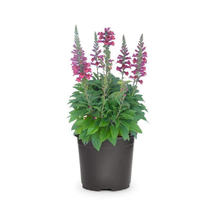 2.5-quart In Pot Foxglove (l5275) In The Perennials Department At Lowes.com