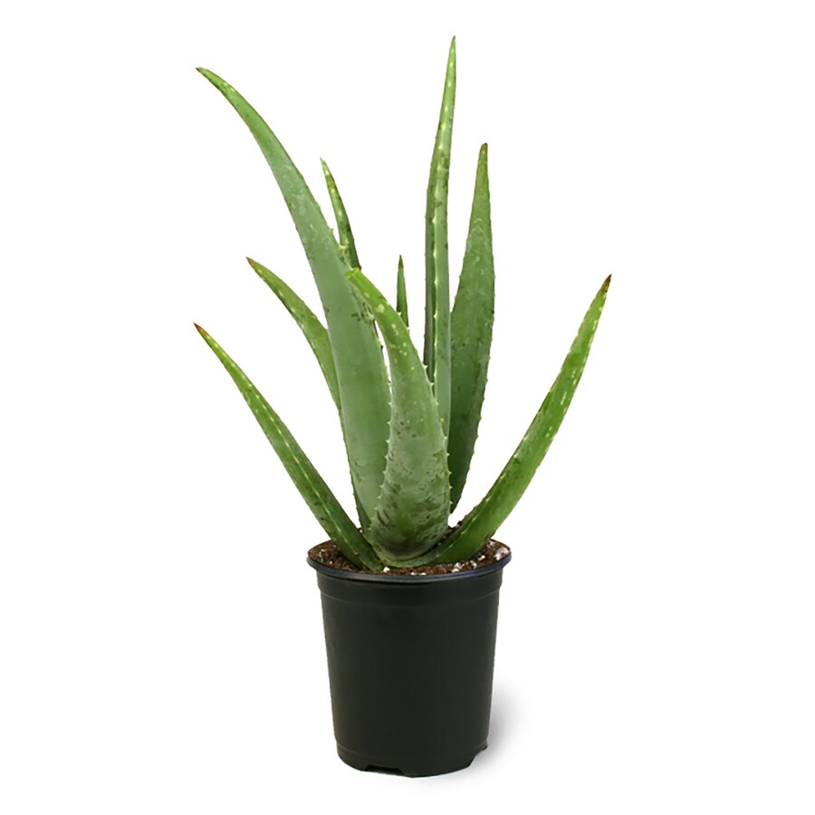 Aloe vera plant lowes