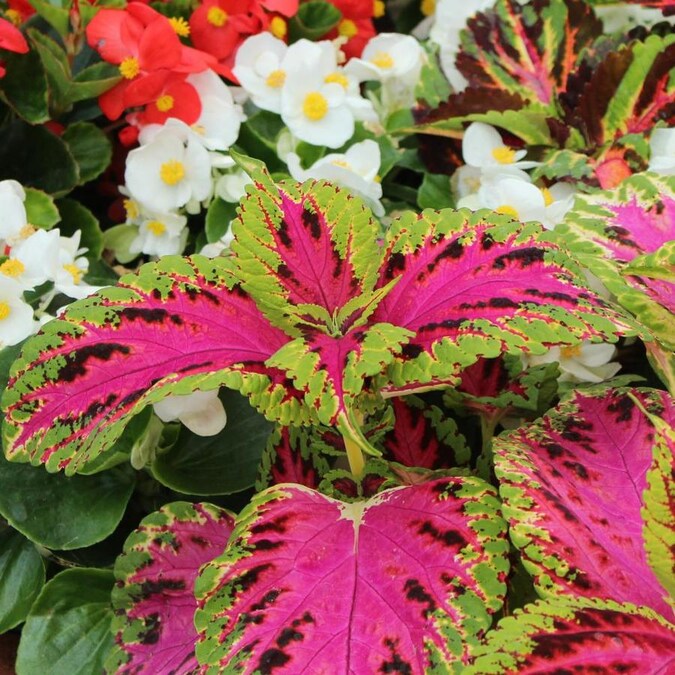 3Quart Purple Coleus in Pot (L2567) in the Annuals department at