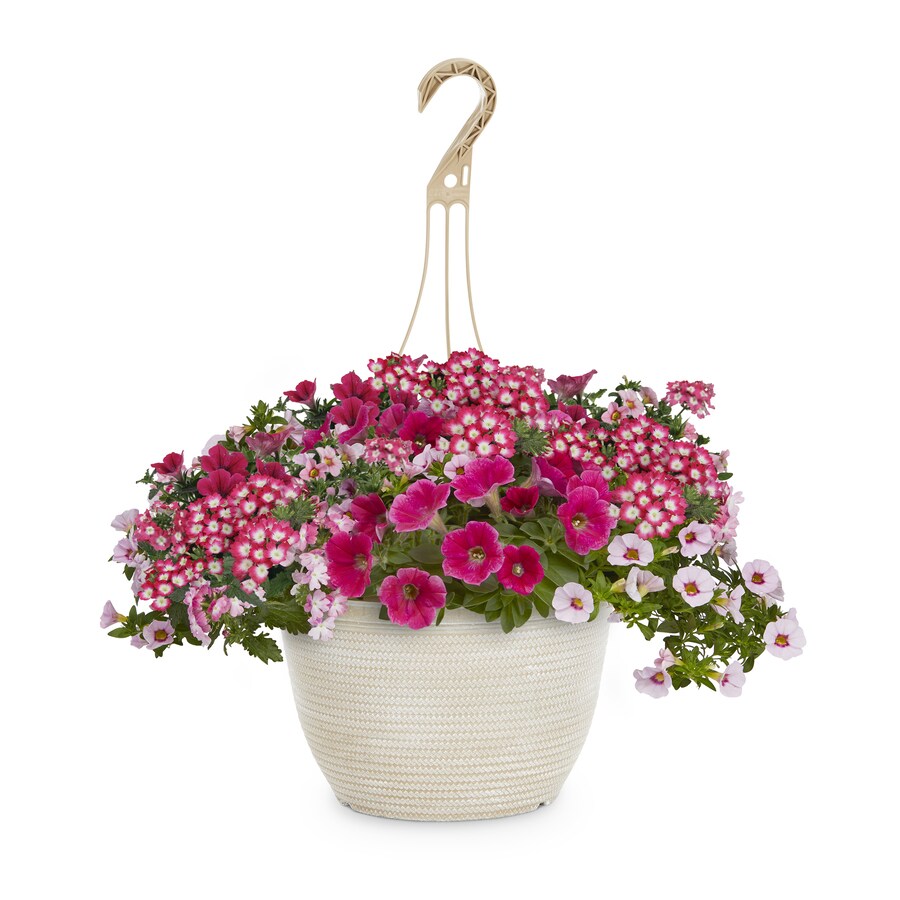 2-gallon Multicolor Mixed Annuals Combinations In Hanging Basket In The 