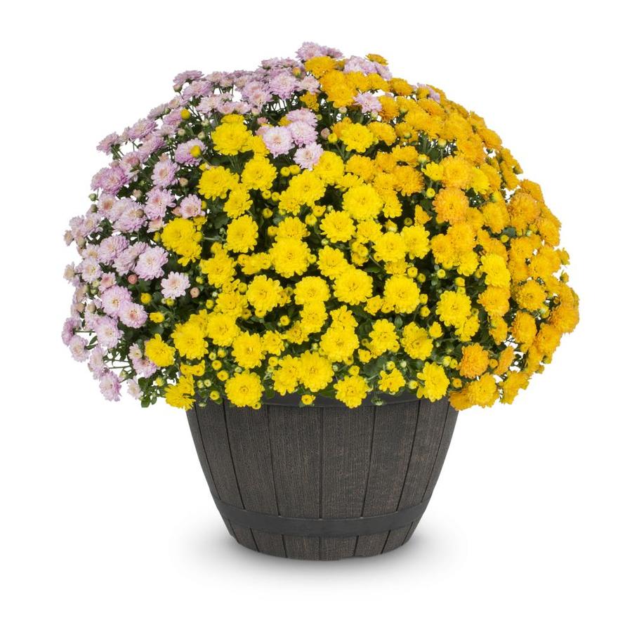 1.15 Gallon Garden Mum (L17375) in the Annuals department at